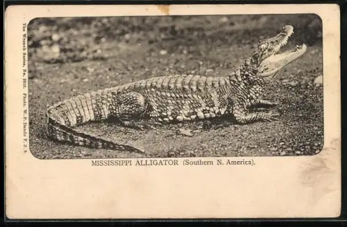 AK Mississippi Alligator im Freien