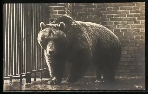 AK Bär in einem Verschlag mit Gittern