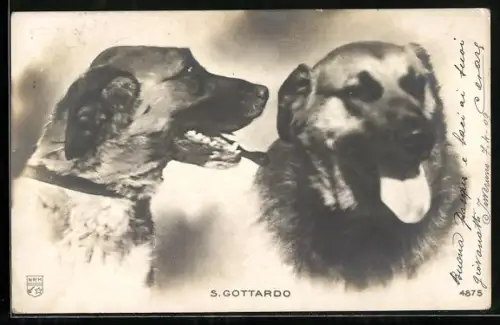 AK S. Gottardo, Zwei Hunde