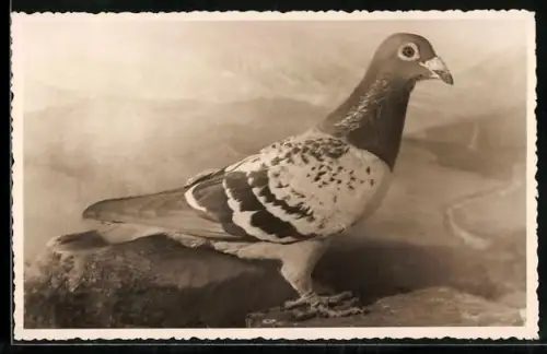 Foto-AK Taube auf einer Anhöhe, Portrait