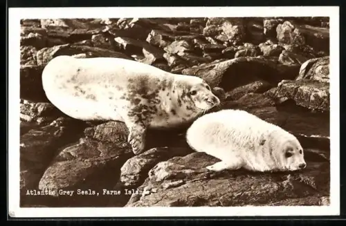 AK Farne Island, Atlantic Grey Seals