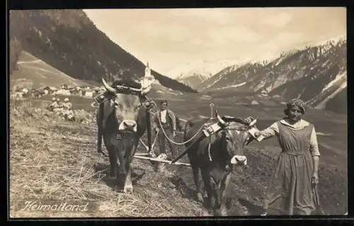 AK Ochsen-Gespann beim Pflügen des Felds in den Bergen
