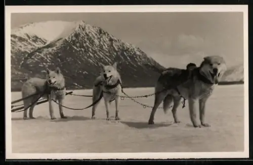 AK Angespannte Polarhunde im Schnee