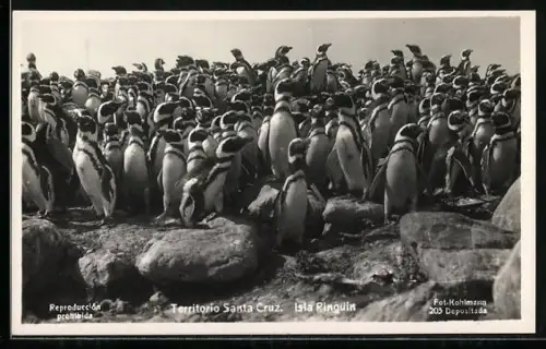 AK Isla Pinguin /Territorio Santa Cruz, Pinguinkolonie
