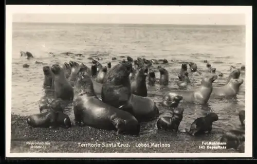 AK Territorio Santa Cruz, Lobos Marinos