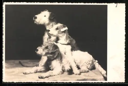 Foto-AK Drei Terrier mit gebanntem Blick