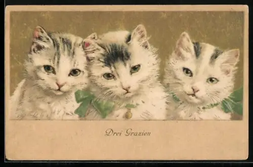 AK Drei Grazien, Junge Katzen