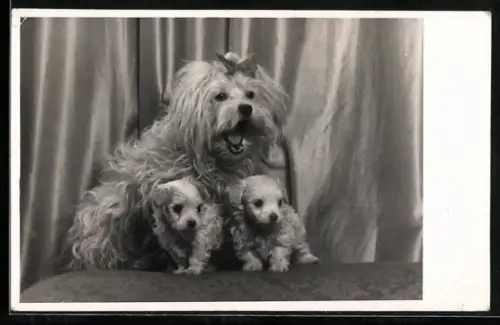 Foto-AK Bellender Terrier mit Schleife und verschüchterten Jungen