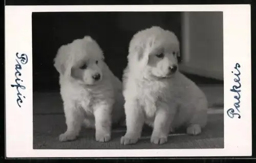 Foto-AK Berlin, Samojedenwelpen Packeis und Pacific, 1935, Zwinger v. d. Iskant