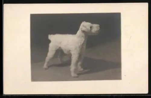 Foto-AK Weisser Terrier, Portrait