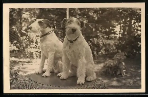 Foto-AK Zwei Terrier mit Halsbändern in einem Garten, 1935