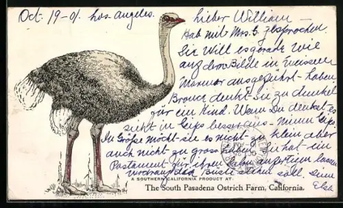 AK California, Ostrich, South Pasadena Ostrich Farm