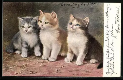 AK Drei kleine Kätzchen mit aufmerksamen Blick