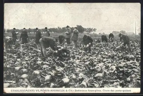 AK Paris, Etablissements Vilmorin-Andrieux & Cie., Betteraves fourragères