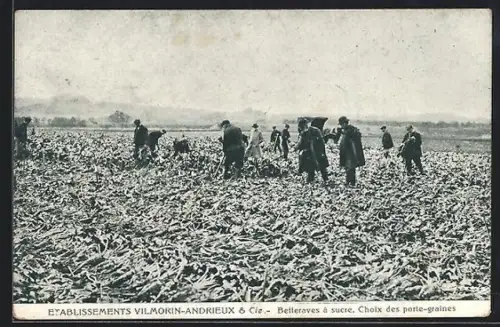 AK Paris, Vilmorin-Andrieux & Cie., Betteraves à sucre