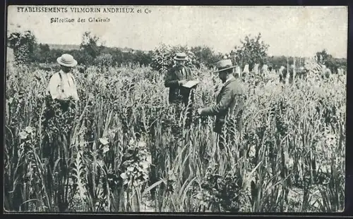 AK Etablissements Vilmorin-Anfrieux et Co., Sélection des Glaieuls, Gladiolenzucht, Gärtnerei