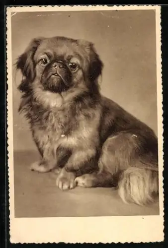 AK Pekinese, Portrait
