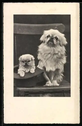 AK Pekinese mit Welpe auf einem Stuhl