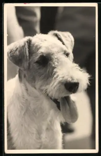 Foto-AK Terrier mit hängender Zunge, Portrait