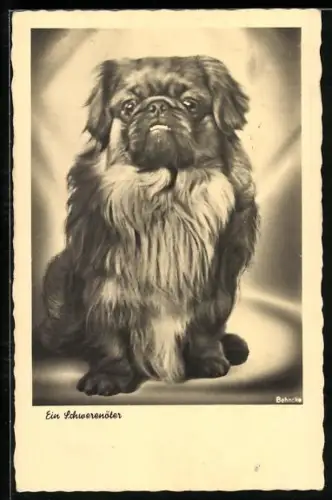 AK Ein Schwerenöter, Pekinese, Portrait