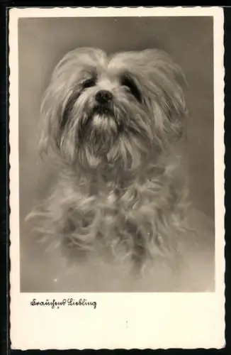 AK Frauchens Liebling, Terrier, Portrait