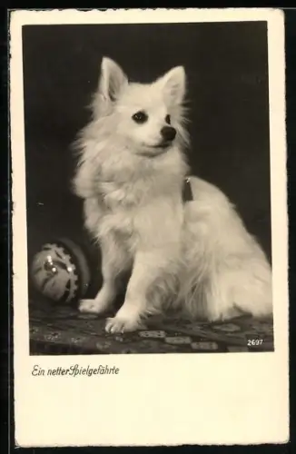 AK Spitz mit Ball, Portrait