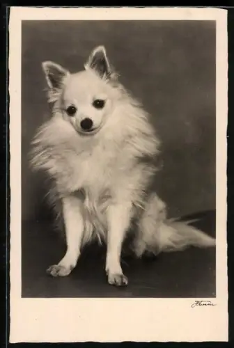 AK Weisser Spitz mit direktem Blick, Portrait