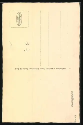 AK Weisser Spitz mit direktem Blick, Portrait