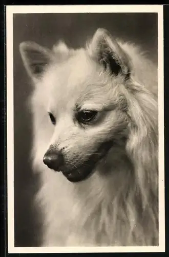 AK Spitz, Nahaufnahme