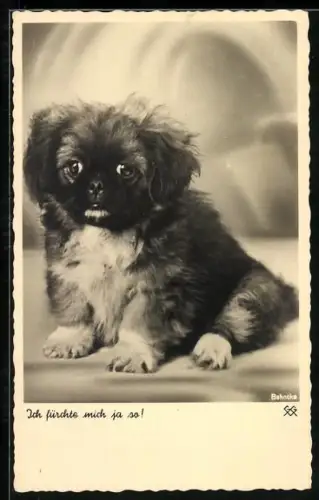 AK Ich fürchte mich ja so!, Pekinese, Portrait