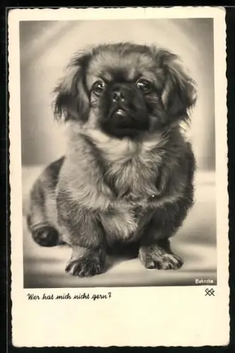 AK Kleiner Pekinese, Portrait