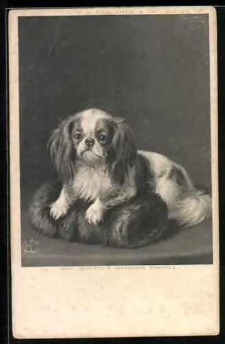 AK Pekinese mit Muff, Portrait