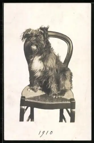 AK Terrier auf einem Stuhl, Portrait