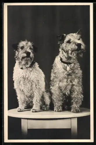 AK Zwei Terrier auf einem Tischchen
