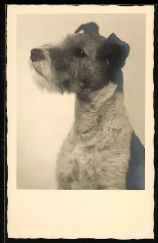 AK Terrier mit entschlossenem Blick, Portrait