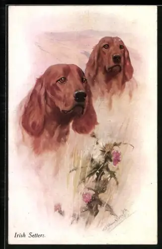 Künstler-AK Irish Setters auf einer Wiese