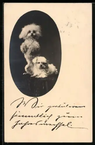 Foto-AK Zwei Pudel, liegend und Männchen machend