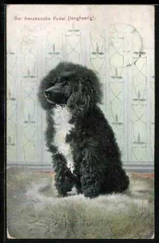 AK Französischer Pudel, langhaarig, Portrait