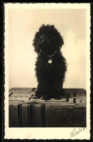AK Schwarzer Pudel auf einem Tisch