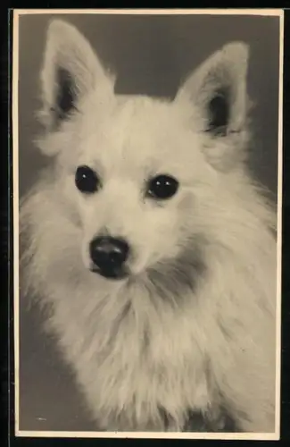 Foto-AK Weisser Spitz mit treuherzigem Blick, Portrait
