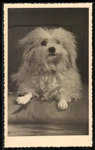 AK Weisser Terrier mit lockigem Fell, Portrait