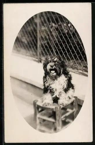 Foto-AK Bellender Terrier vor Maschendrahrtaun