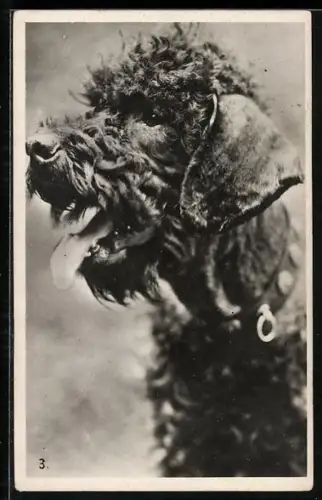 AK Pudel mit heraushängender Zunge, Seitenportrait