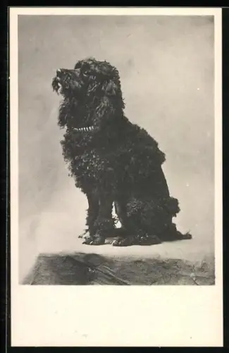 AK Schwarzer Pudel mit Halsband, Portrait