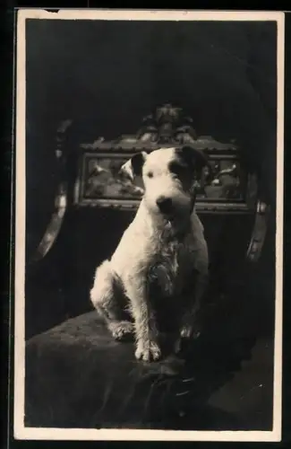 Foto-AK Kleiner Terrier auf einem Sitzmöbel