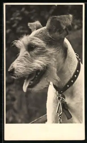 Foto-AK Terrier mit Halsband und hängender Zunge, Seitenportrait