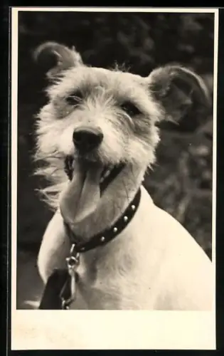 Foto-AK Bellender Terrier mit Halsband, Portrait