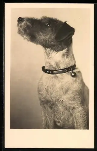 AK Nach oben blickender Terrier mit Halsband, Portrait