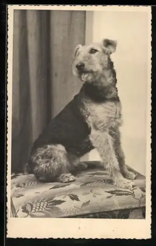 Foto-AK Terrier auf einem Sitzpolster, Portrait