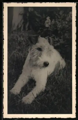 Foto-AK Terrier im Gras, 1939